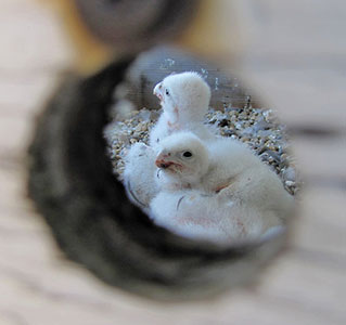 Falcon chicks, 2012