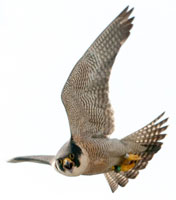 Peregrine Falcon